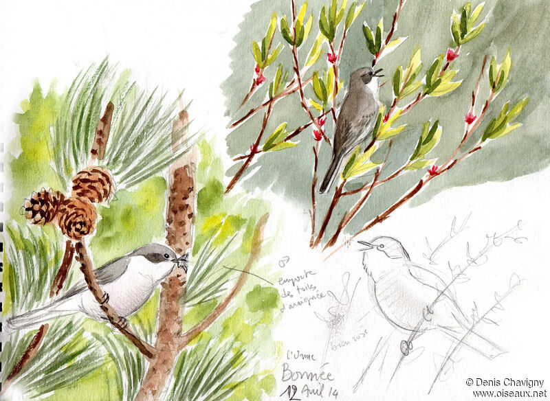 Lesser Whitethroat male adult, habitat, Reproduction-nesting, song