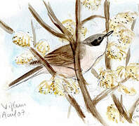 Lesser Whitethroat