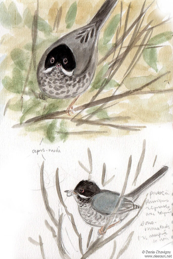 Cyprus Warbler male adult, identification, Reproduction-nesting