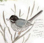 Cyprus Warbler