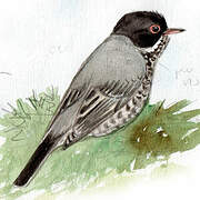 Cyprus Warbler