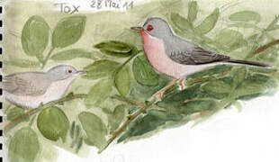 Moltoni's Warbler