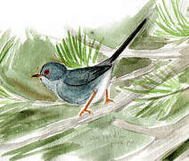 Balearic Warbler