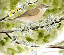 Garden Warbler