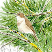 Garden Warbler