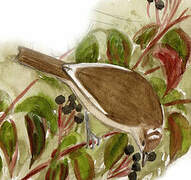 Garden Warbler