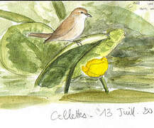 Garden Warbler