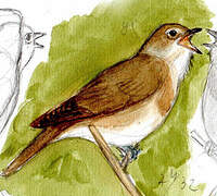 Garden Warbler