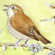Garden Warbler