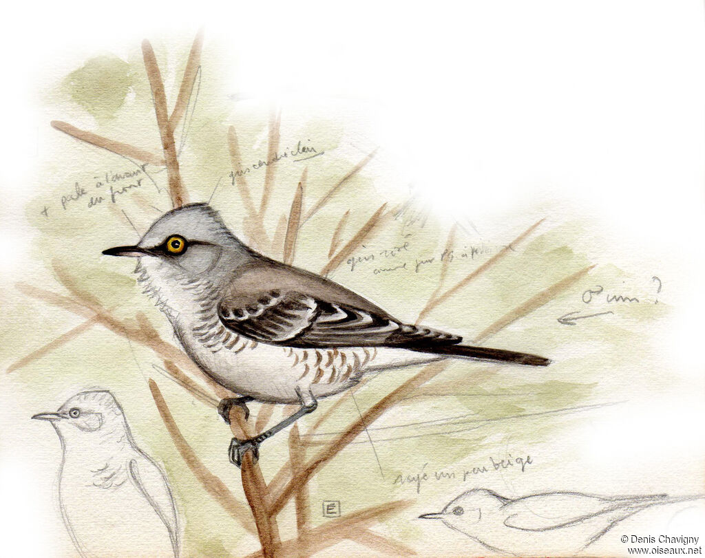 Barred Warbler, identification