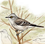 Barred Warbler