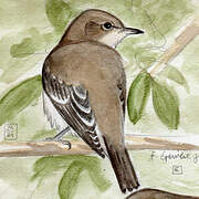 Barred Warbler