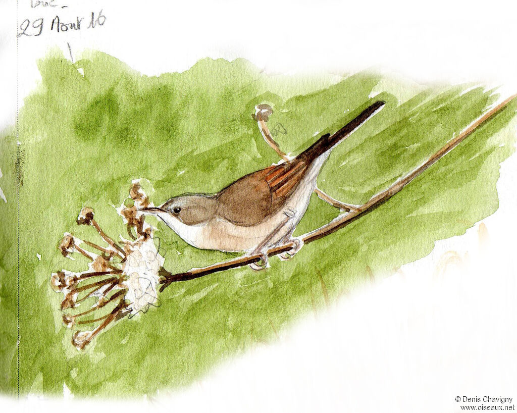 Common Whitethroat, habitat