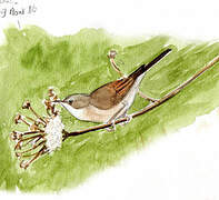 Common Whitethroat