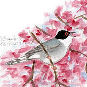 Sardinian Warbler