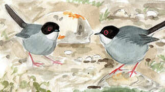 Sardinian Warbler