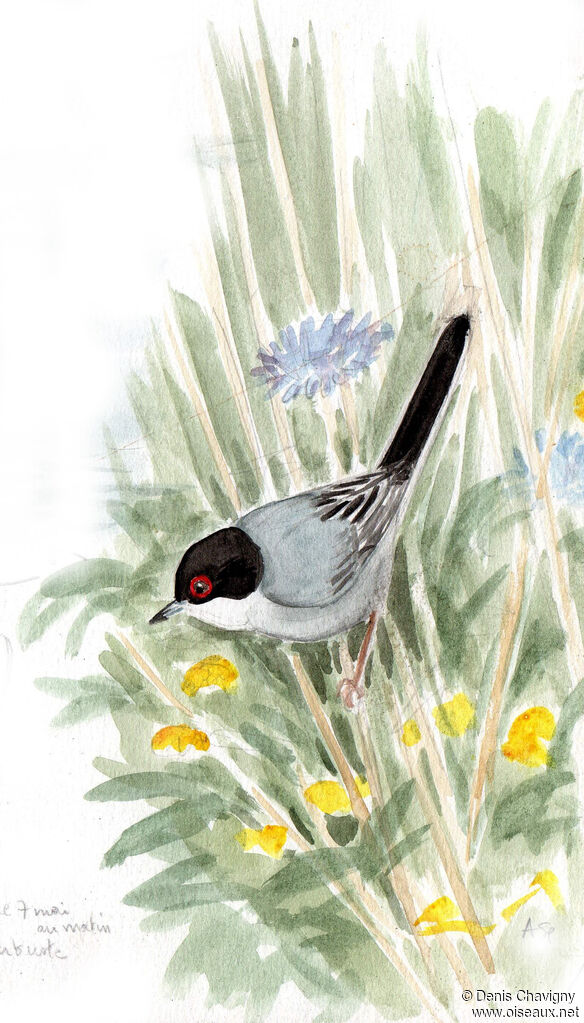 Sardinian Warbler male adult, identification