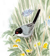 Sardinian Warbler