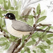 Eastern Orphean Warbler