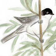 Eastern Orphean Warbler