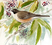 Western Orphean Warbler