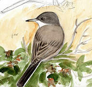 Western Orphean Warbler