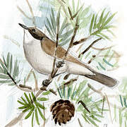 Western Orphean Warbler