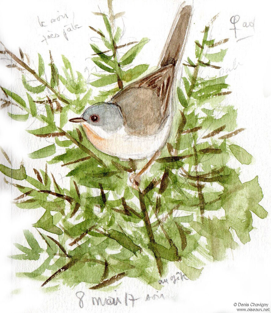 Subalpine Warbler female adult