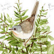 Subalpine Warbler