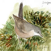 Subalpine Warbler