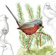 Dartford Warbler