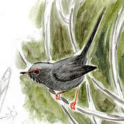 Marmora's Warbler