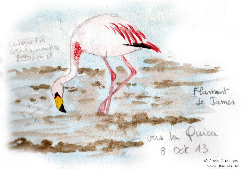 James's Flamingoadult breeding, identification, eats