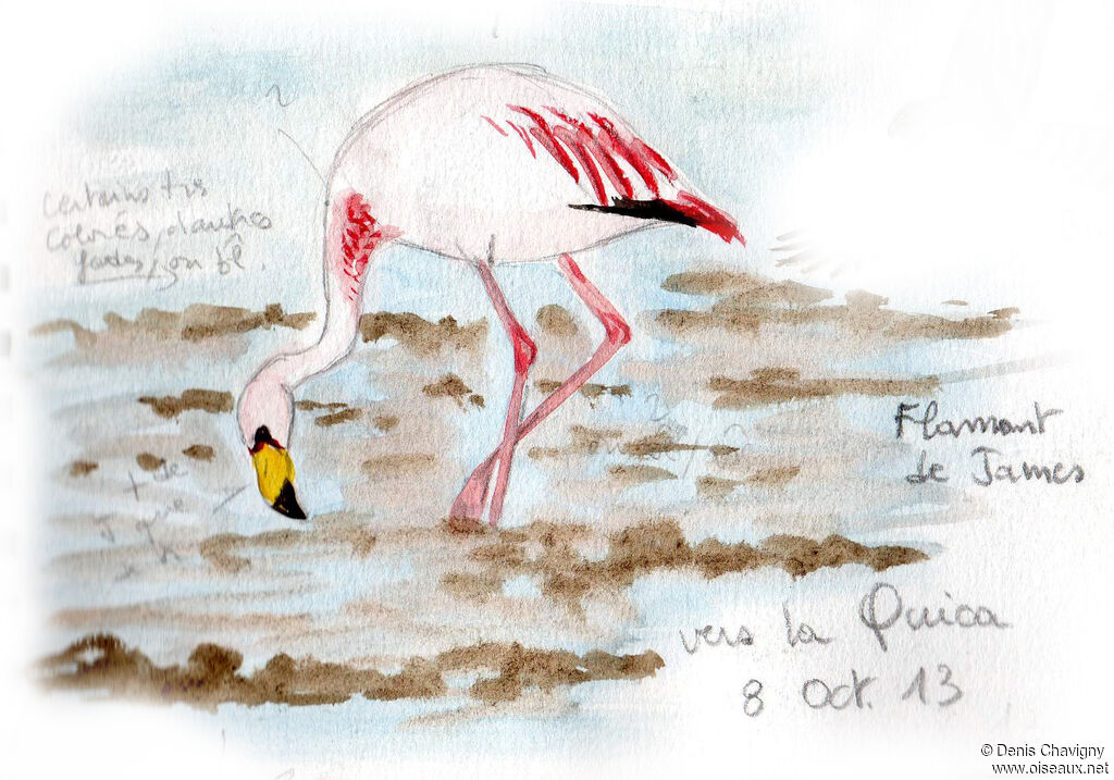 James's Flamingoadult breeding, identification, eats