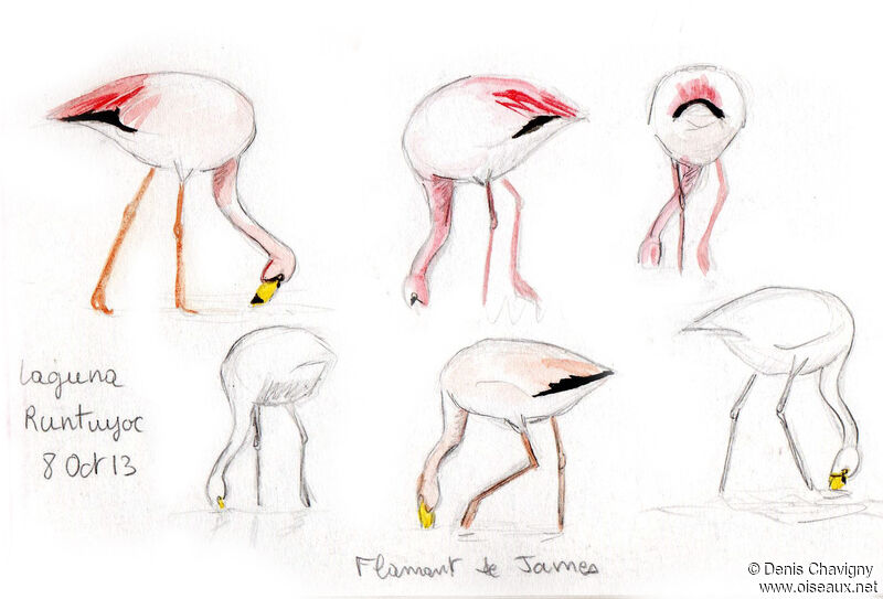 James's Flamingo, eats