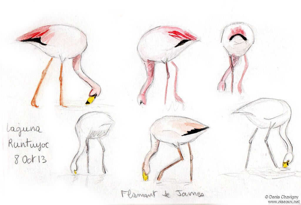 Flamant de James, mange