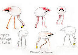 James's Flamingo