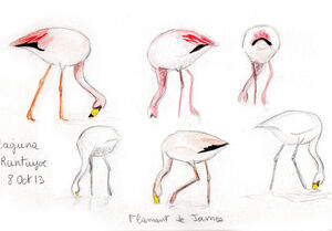 Flamant de James