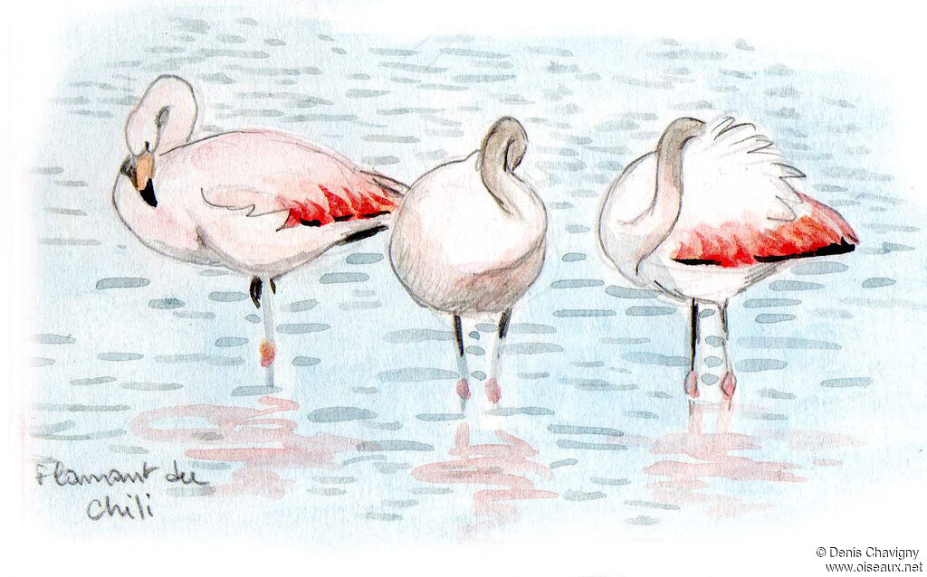 Chilean Flamingo, habitat, care