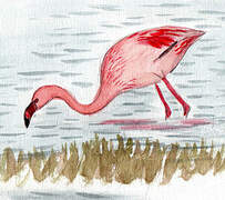 Lesser Flamingo