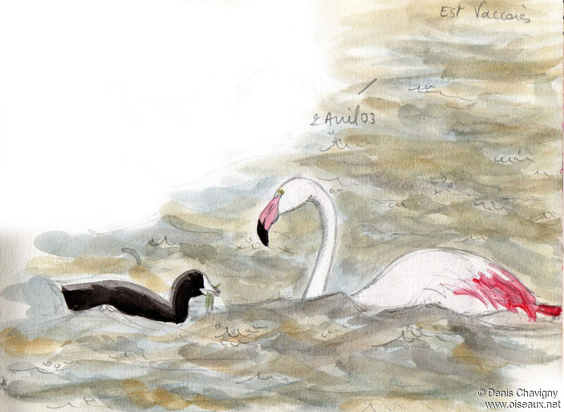 Greater Flamingoadult, habitat