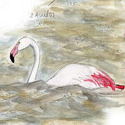 Flamant rose