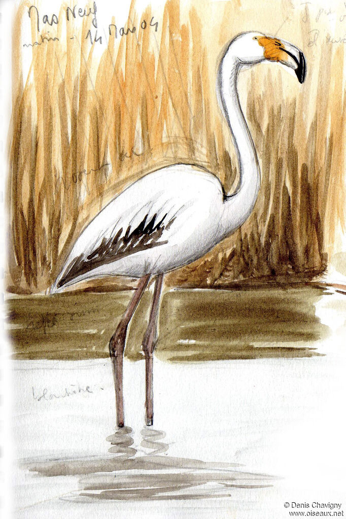 Greater Flamingoimmature, identification