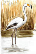 Greater Flamingo