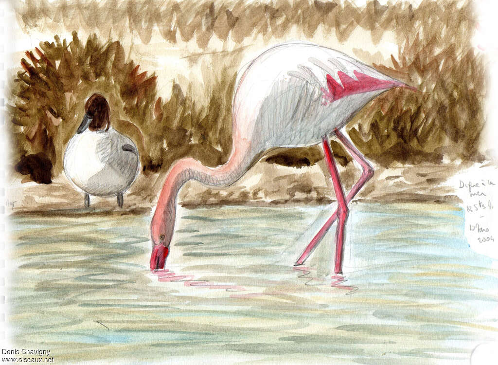 Greater Flamingoadult, eats