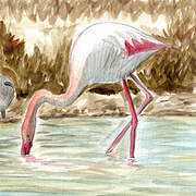 Flamant rose