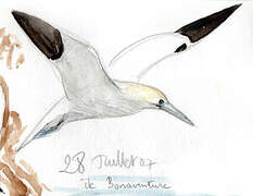 Northern Gannet