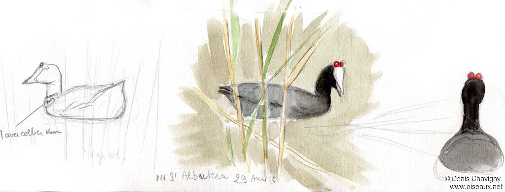 Red-knobbed Coot, habitat, swimming