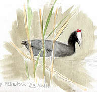 Red-knobbed Coot