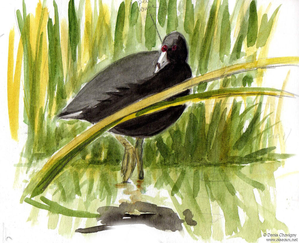 American Cootadult, identification